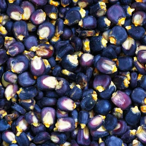 Hopi Blue Corn Seeds – Heirloom Native American Corn – 10 Seeds – Drought-Tolerant - Image 11