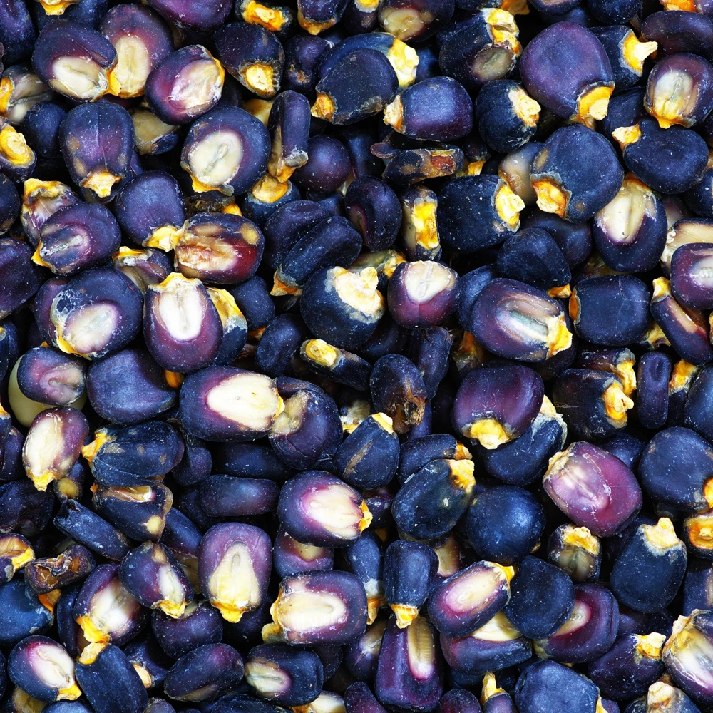 Hopi Blue Corn Seeds – Heirloom Native American Corn – 10 Seeds – Drought-Tolerant - Image 11