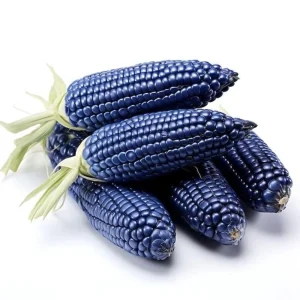 Hopi Blue Corn Seeds – Heirloom Native American Corn – 10 Seeds – Drought-Tolerant - Image 4