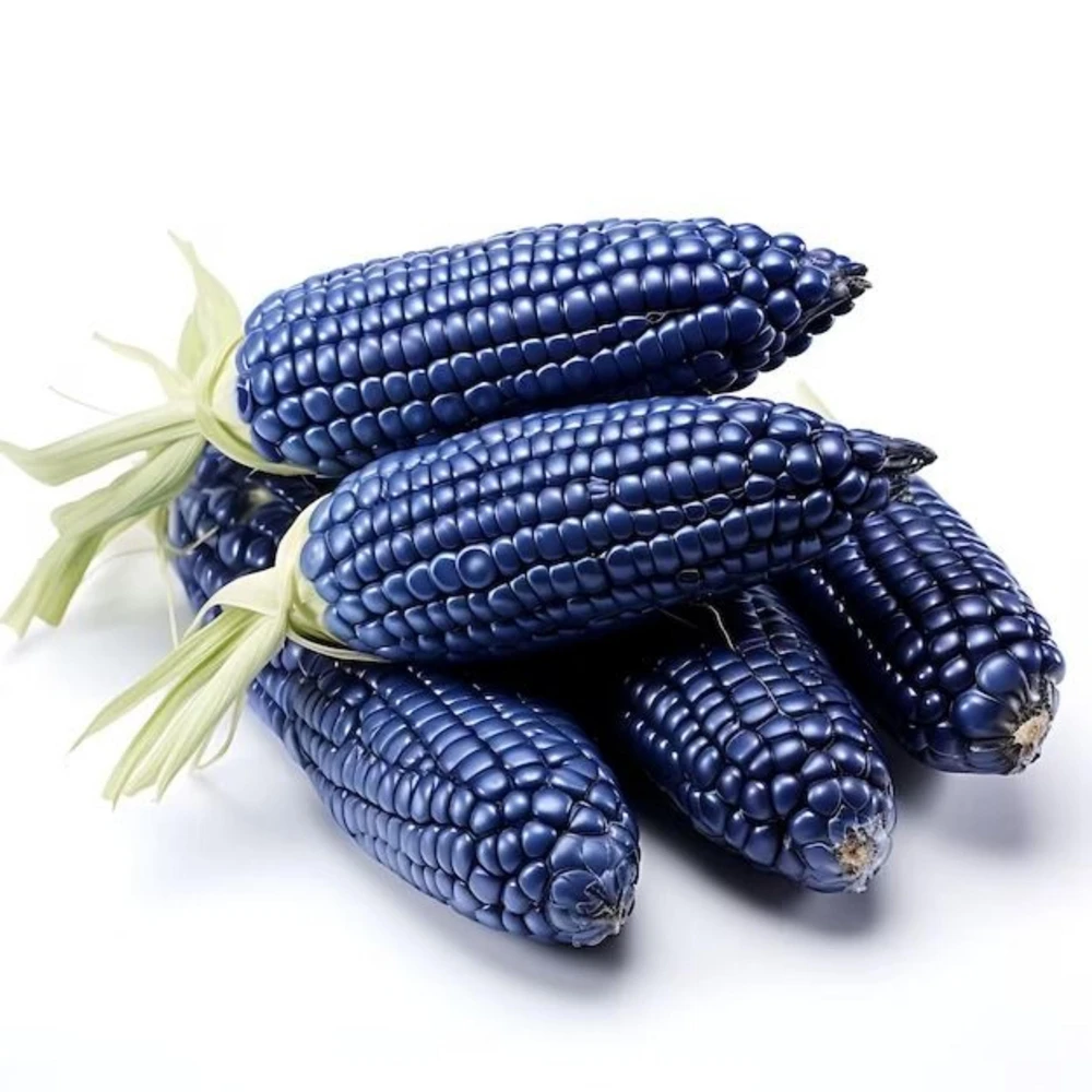 Hopi Blue Corn Seeds – Heirloom Native American Corn – 10 Seeds – Drought-Tolerant - Image 4