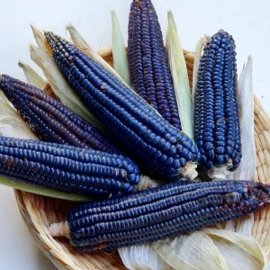 Hopi Blue Corn Seeds – Heirloom Native American Corn – 10 Seeds – Drought-Tolerant - Image 5