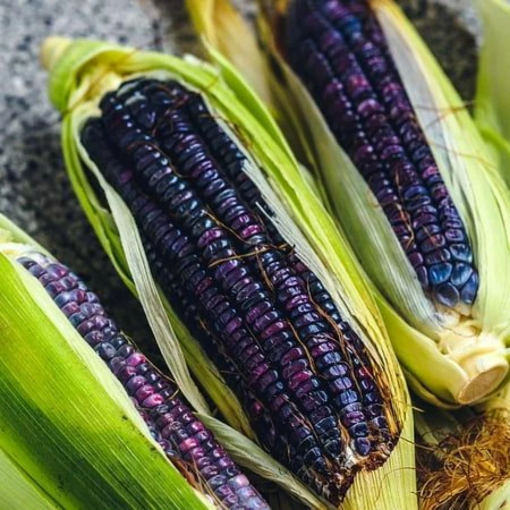 Hopi Blue Corn Seeds – Heirloom Native American Corn – 10 Seeds – Drought-Tolerant - Image 6