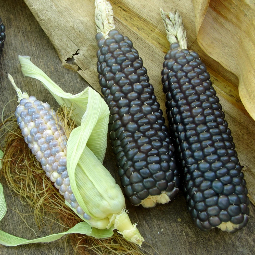 Hopi Blue Corn Seeds – Heirloom Native American Corn – 10 Seeds – Drought-Tolerant - Image 8