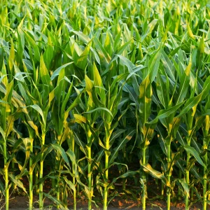 Hopi Blue Corn Seeds – Heirloom Native American Corn – 10 Seeds – Drought-Tolerant - Image 9