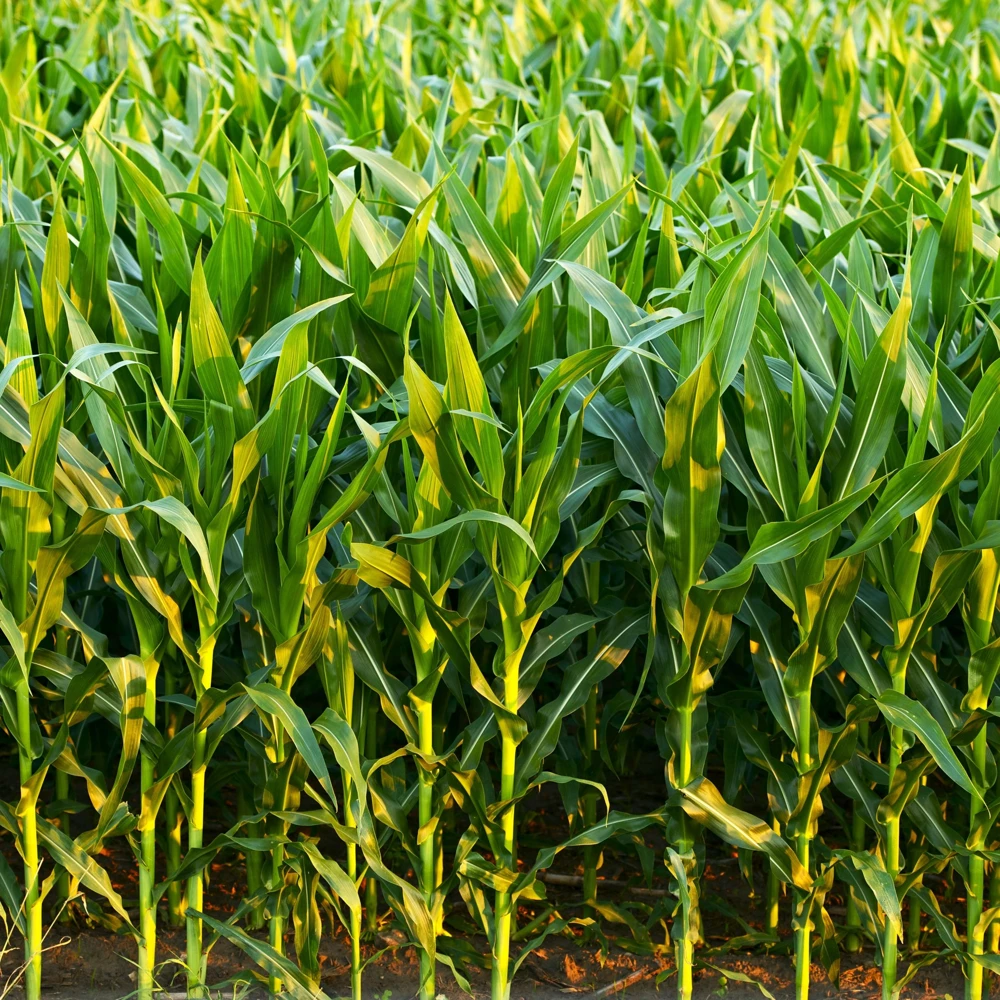 Hopi Blue Corn Seeds – Heirloom Native American Corn – 10 Seeds – Drought-Tolerant - Image 9