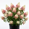 Hydrangea Live Plant Paniculata Shrub, Pinky Winky Flowers, 6-12" Tall Quart Pot, Outdoor - Image 1