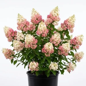 Hydrangea Live Plant Paniculata Shrub, Pinky Winky Flowers, 6-12" Tall Quart Pot, Outdoor - Image 1