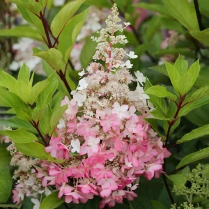Hydrangea Live Plant Paniculata Shrub, Pinky Winky Flowers, 6-12" Tall Quart Pot, Outdoor - Image 3