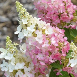 Hydrangea Live Plant Paniculata Shrub, Pinky Winky Flowers, 6-12" Tall Quart Pot, Outdoor - Image 4
