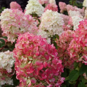Hydrangea Live Plant Paniculata Shrub, Pinky Winky Flowers, 6-12" Tall Quart Pot, Outdoor - Image 6