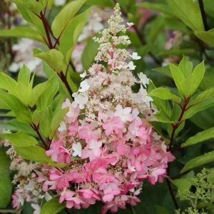 Hydrangea Live Plant Paniculata Shrub, Pinky Winky Flowers, 6-12" Tall Quart Pot, Outdoor - Image 7