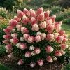 Hydrangea Live Plant - Two-Toned Cold Hardy Shrub 6-12" Tall in Quart Pot - Image 1