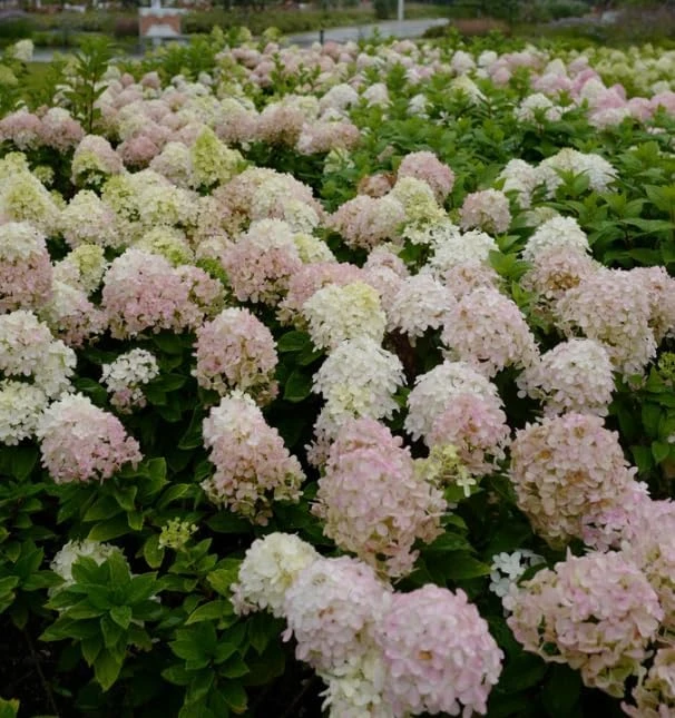 Hydrangea Live Plant - Two-Toned Cold Hardy Shrub 6-12" Tall in Quart Pot - Image 2