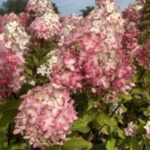 Hydrangea Live Plant - Two-Toned Cold Hardy Shrub 6-12" Tall in Quart Pot - Image 3