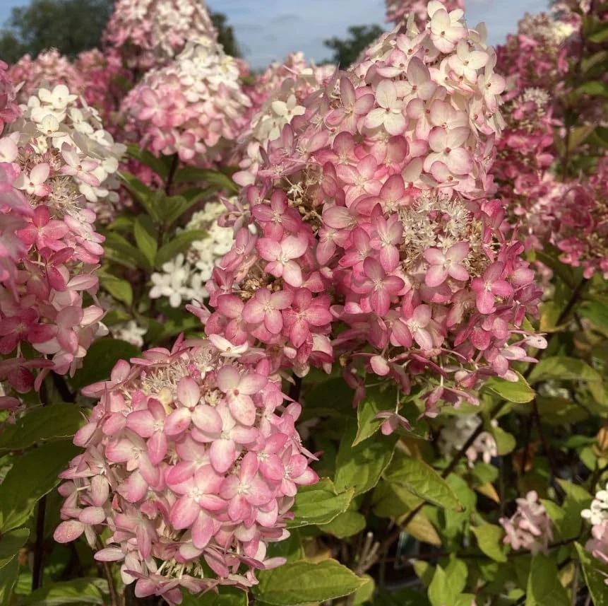Hydrangea Live Plant - Two-Toned Cold Hardy Shrub 6-12" Tall in Quart Pot - Image 3