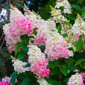 Hydrangea Live Plant - Two-Toned Cold Hardy Shrub 6-12" Tall in Quart Pot - Image 5