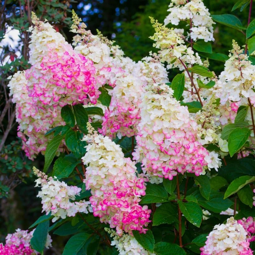 Hydrangea Live Plant - Two-Toned Cold Hardy Shrub 6-12" Tall in Quart Pot - Image 5