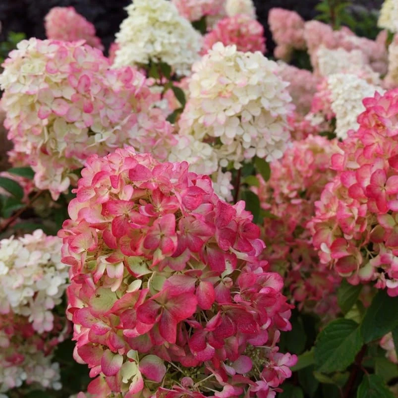 Hydrangea Live Plant - Two-Toned Cold Hardy Shrub 6-12" Tall in Quart Pot - Image 6