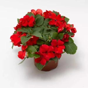 Imara XDR Mix Impatiens Seeds - Impatiens walleriana - Colorful Shade Flowers - 20 Seeds - Image 10