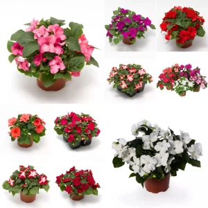 Imara XDR Mix Impatiens Seeds - Impatiens walleriana - Colorful Shade Flowers - 20 Seeds - Image 11