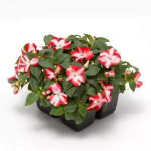 Imara XDR Mix Impatiens Seeds - Impatiens walleriana - Colorful Shade Flowers - 20 Seeds - Image 2