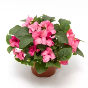 Imara XDR Mix Impatiens Seeds - Impatiens walleriana - Colorful Shade Flowers - 20 Seeds - Image 3
