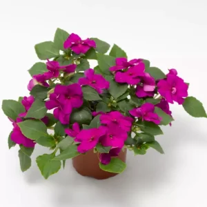 Imara XDR Mix Impatiens Seeds - Impatiens walleriana - Colorful Shade Flowers - 20 Seeds - Image 4