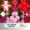 Imara XDR Mix Impatiens Seeds - Impatiens walleriana - Colorful Shade Flowers - 20 Seeds - Image 1