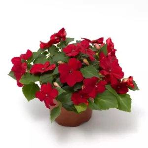 Imara XDR Mix Impatiens Seeds - Impatiens walleriana - Colorful Shade Flowers - 20 Seeds - Image 5