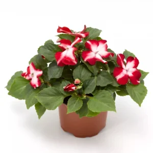 Imara XDR Mix Impatiens Seeds - Impatiens walleriana - Colorful Shade Flowers - 20 Seeds - Image 6