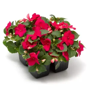 Imara XDR Mix Impatiens Seeds - Impatiens walleriana - Colorful Shade Flowers - 20 Seeds - Image 7