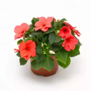 Imara XDR Mix Impatiens Seeds - Impatiens walleriana - Colorful Shade Flowers - 20 Seeds - Image 8