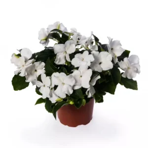 Imara XDR Mix Impatiens Seeds - Impatiens walleriana - Colorful Shade Flowers - 20 Seeds - Image 9