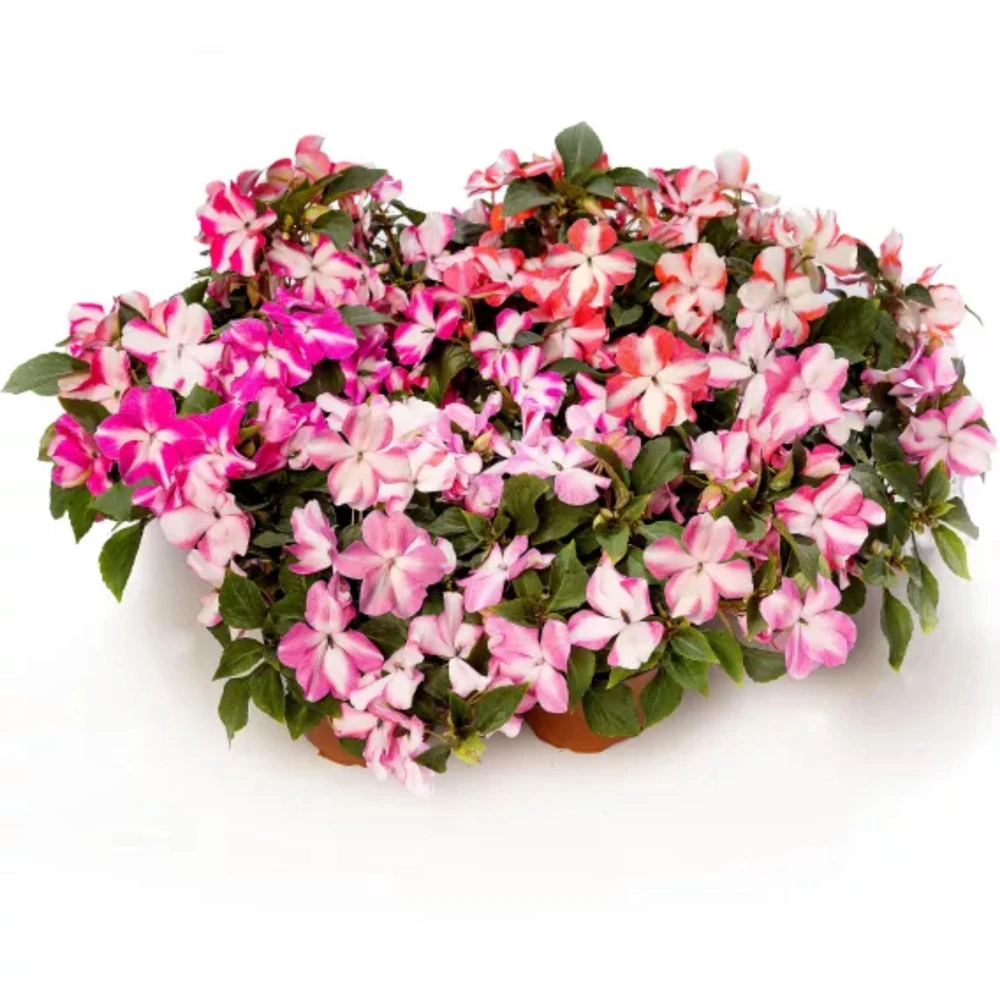 Imara XDR Star Mix Impatiens Seeds - Star Pattern Shade Flowers - 20 Seeds - Image 2