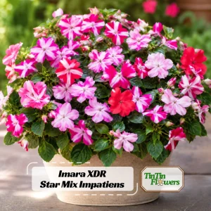 Imara XDR Star Mix Impatiens Seeds - Star Pattern Shade Flowers - 20 Seeds - Image 1