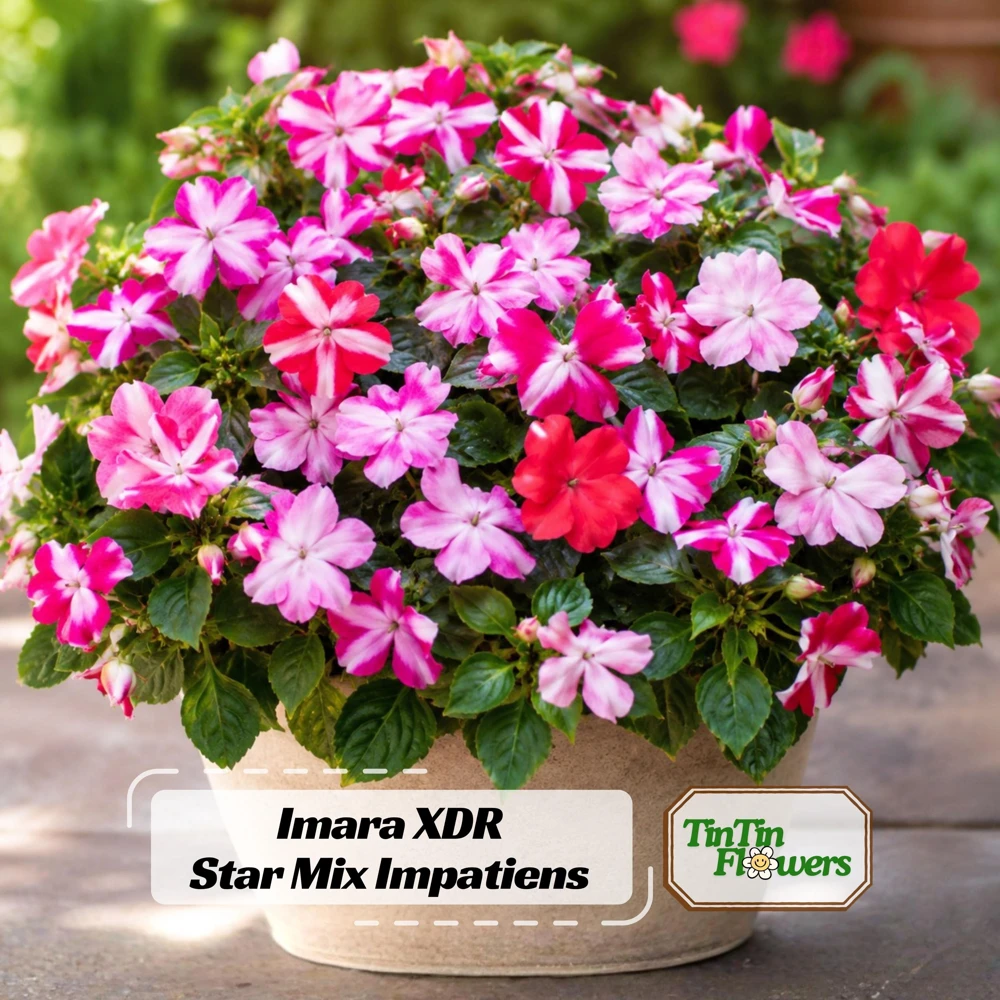 Imara XDR Star Mix Impatiens Seeds - Star Pattern Shade Flowers - 20 Seeds - Image 1