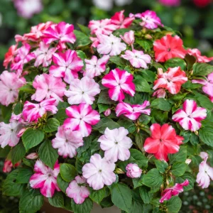 Imara XDR Star Mix Impatiens Seeds - Star Pattern Shade Flowers - 20 Seeds - Image 7