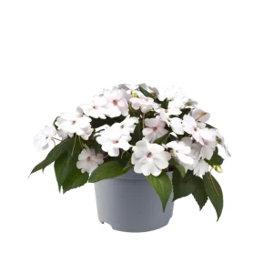 Impatiens Seeds – Solarscape Mix – Sun & Shade Annual Flowers – 20 Seeds - Image 2