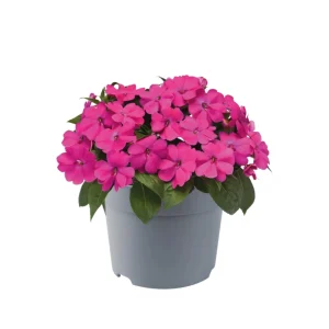 Impatiens Seeds – Solarscape Mix – Sun & Shade Annual Flowers – 20 Seeds - Image 3