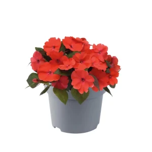 Impatiens Seeds – Solarscape Mix – Sun & Shade Annual Flowers – 20 Seeds - Image 4