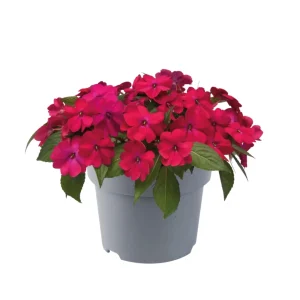Impatiens Seeds – Solarscape Mix – Sun & Shade Annual Flowers – 20 Seeds - Image 5