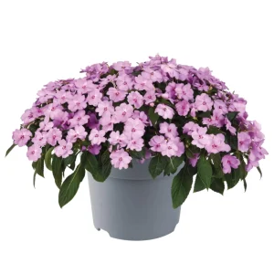 Impatiens Seeds – Solarscape Mix – Sun & Shade Annual Flowers – 20 Seeds - Image 6