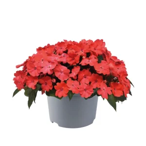 Impatiens Seeds – Solarscape Mix – Sun & Shade Annual Flowers – 20 Seeds - Image 7