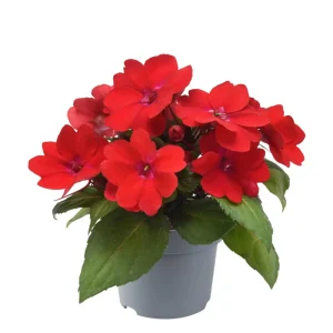 Impatiens Seeds – Solarscape Mix – Sun & Shade Annual Flowers – 20 Seeds - Image 8