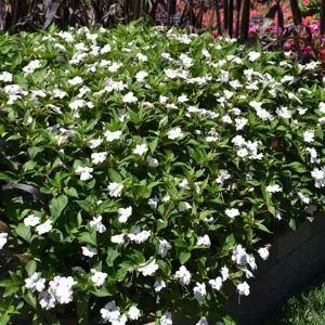 Impatiens Seeds – Solarscape Mix – Sun & Shade Annual Flowers – 20 Seeds - Image 9