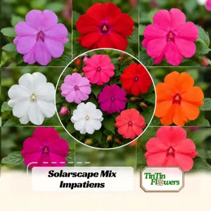 Impatiens Seeds – Solarscape Mix – Sun & Shade Annual Flowers – 20 Seeds - Image 1