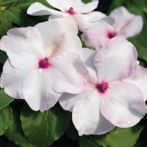Impatiens Walleriana Seeds - Premium Mix, Colorful Shade Garden Flowers, Annual Plant - Image 10