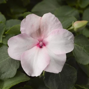 Impatiens Walleriana Seeds - Premium Mix, Colorful Shade Garden Flowers, Annual Plant - Image 11