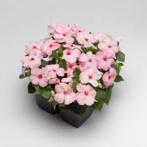 Impatiens Walleriana Seeds - Premium Mix, Colorful Shade Garden Flowers, Annual Plant - Image 12