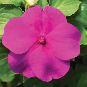 Impatiens Walleriana Seeds - Premium Mix, Colorful Shade Garden Flowers, Annual Plant - Image 2